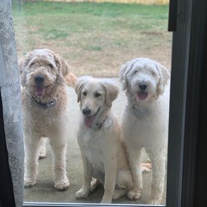 Meet your Posher, Laurie